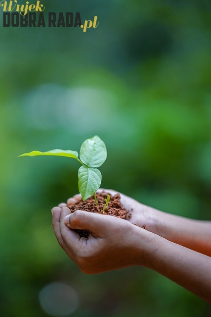 Innowacyjne Technologie w Uprawie Roślin w Ogrodzie: Przyszłość Ogrodnictwa