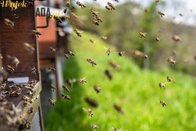 Tworzenie Przyjaznych Dla Pszczół Ogrodów: Jak Pomóc Tym Małym Zapylaczom